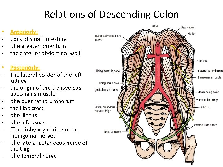 Relations of Descending Colon • Anteriorly: - Coils of small intestine - the greater