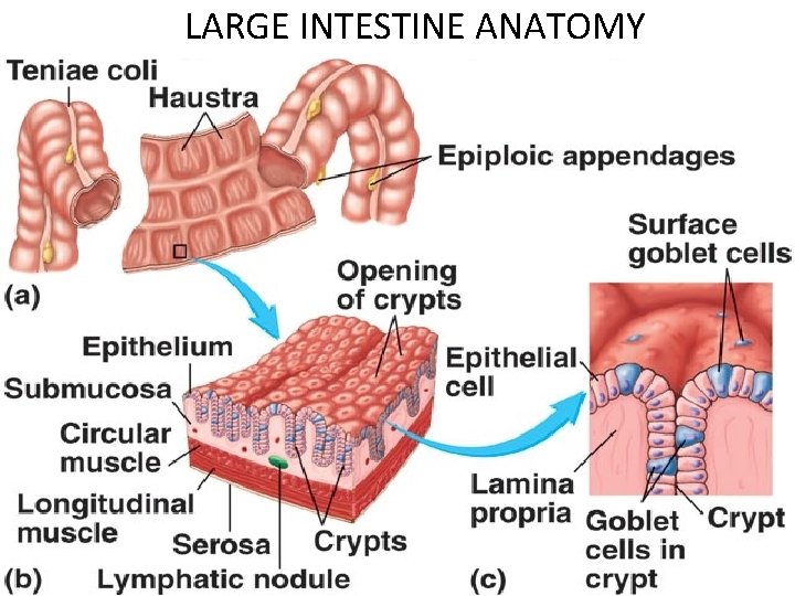 LARGE INTESTINE ANATOMY 