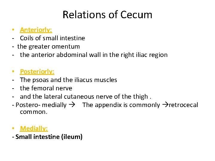 Relations of Cecum • - Anteriorly: Coils of small intestine the greater omentum the