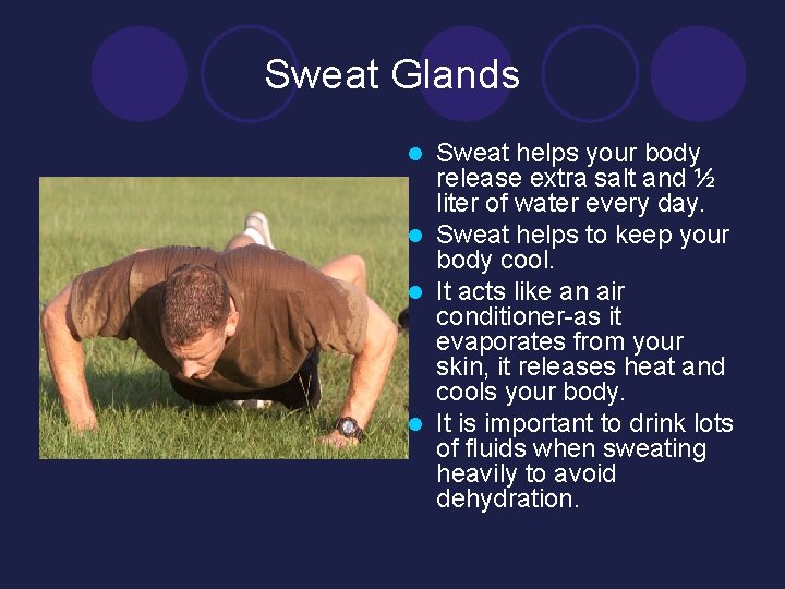 Sweat Glands Sweat helps your body release extra salt and ½ liter of water