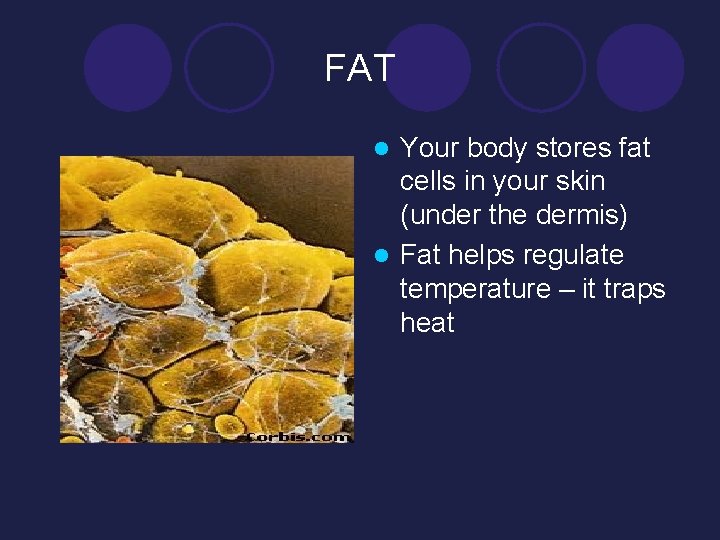 FAT Your body stores fat cells in your skin (under the dermis) l Fat
