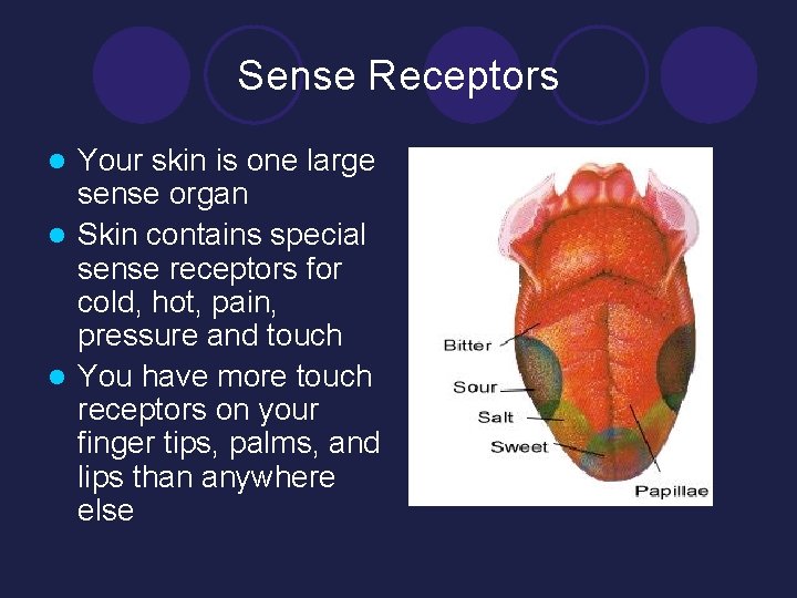 Sense Receptors Your skin is one large sense organ l Skin contains special sense