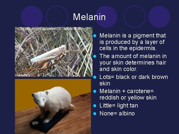 Melanin l l l Melanin is a pigment that is produced by a layer