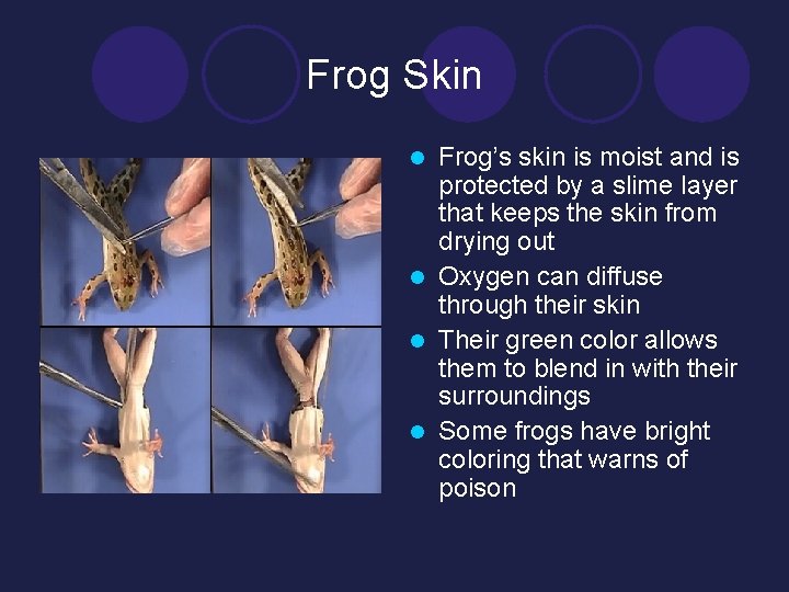 Frog Skin Frog’s skin is moist and is protected by a slime layer that