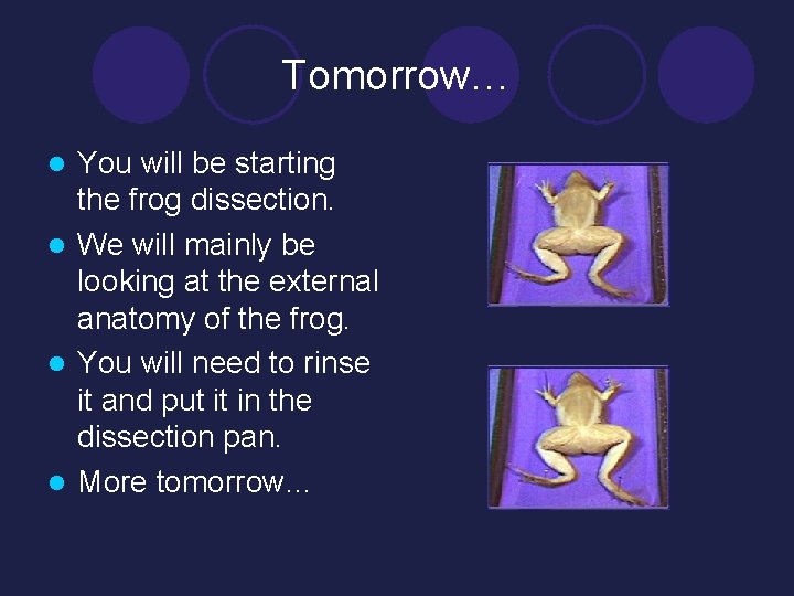 Tomorrow… You will be starting the frog dissection. l We will mainly be looking