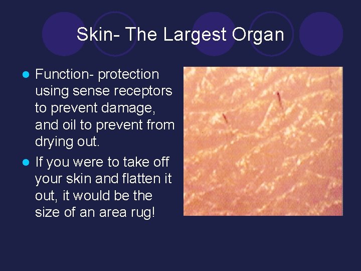 Skin- The Largest Organ Function- protection using sense receptors to prevent damage, and oil