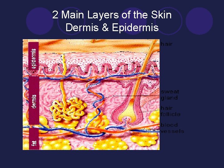 2 Main Layers of the Skin Dermis & Epidermis 