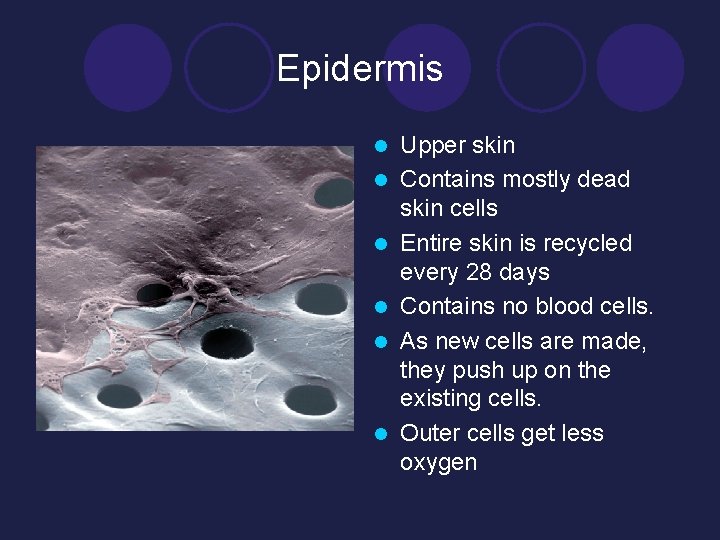 Epidermis l l l Upper skin Contains mostly dead skin cells Entire skin is