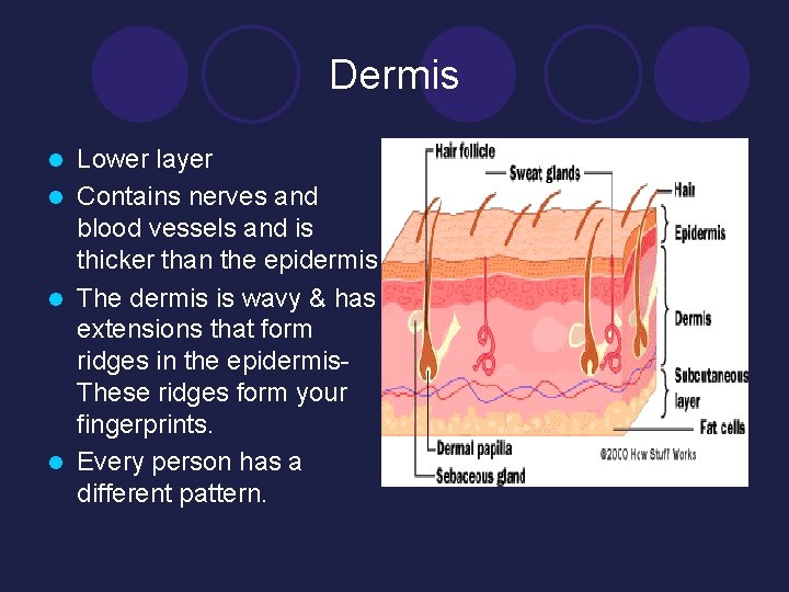 Dermis Lower layer l Contains nerves and blood vessels and is thicker than the