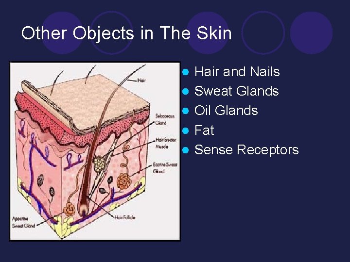 Other Objects in The Skin l l l Hair and Nails Sweat Glands Oil