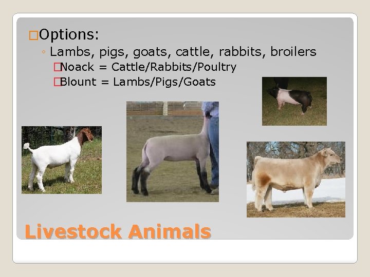 �Options: ◦ Lambs, pigs, goats, cattle, rabbits, broilers �Noack = Cattle/Rabbits/Poultry �Blount = Lambs/Pigs/Goats