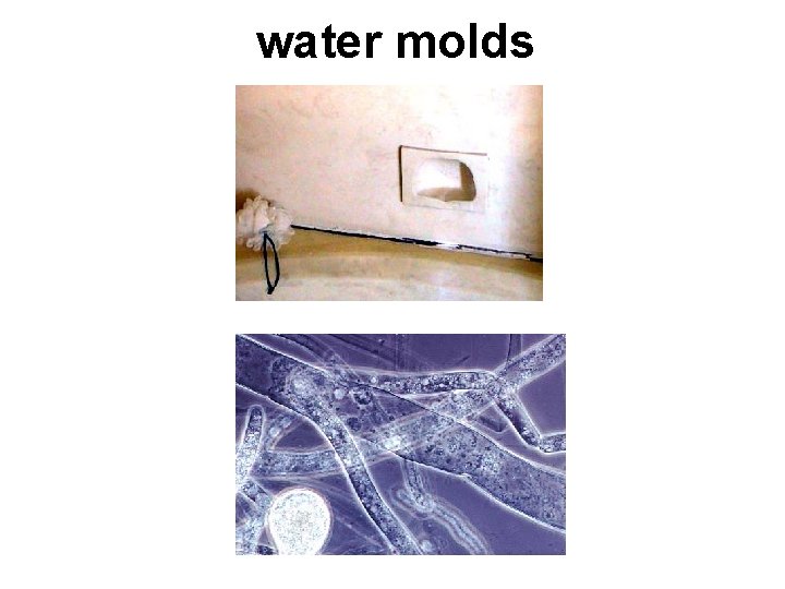 water molds 