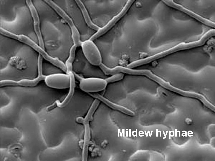Mildew hyphae 