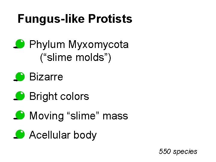 Fungus-like Protists Phylum Myxomycota (“slime molds”) Bizarre Bright colors Moving “slime” mass Acellular body