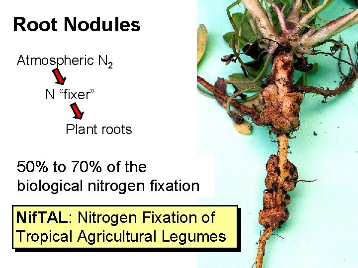 Root Nodules Atmospheric N 2 N “fixer” Plant roots 50% to 70% of the