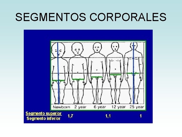SEGMENTOS CORPORALES SEGMENTOS CORPORALES