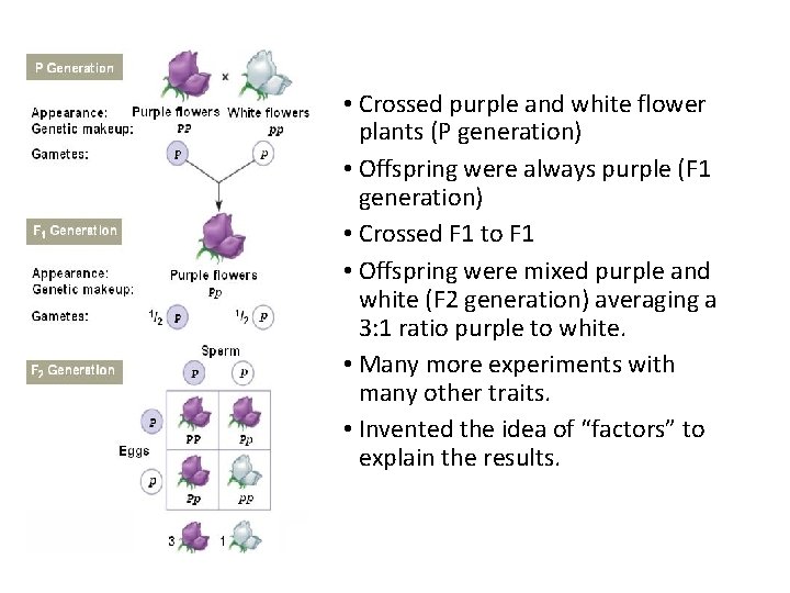  • Crossed purple and white flower plants (P generation) • Offspring were always