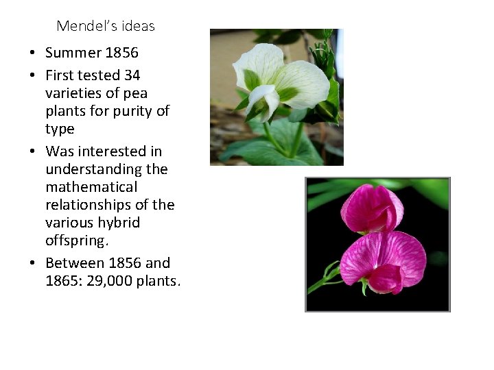 Mendel’s ideas • Summer 1856 • First tested 34 varieties of pea plants for