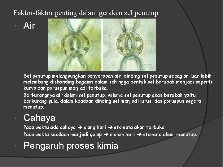 Faktor-faktor penting dalam gerakan sel penutup Air Sel penutup melangsungkan penyerapan air, dinding sel