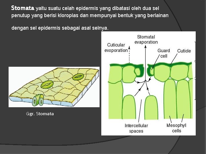 Stomata yaitu suatu celah epidermis yang dibatasi oleh dua sel penutup yang berisi kloroplas