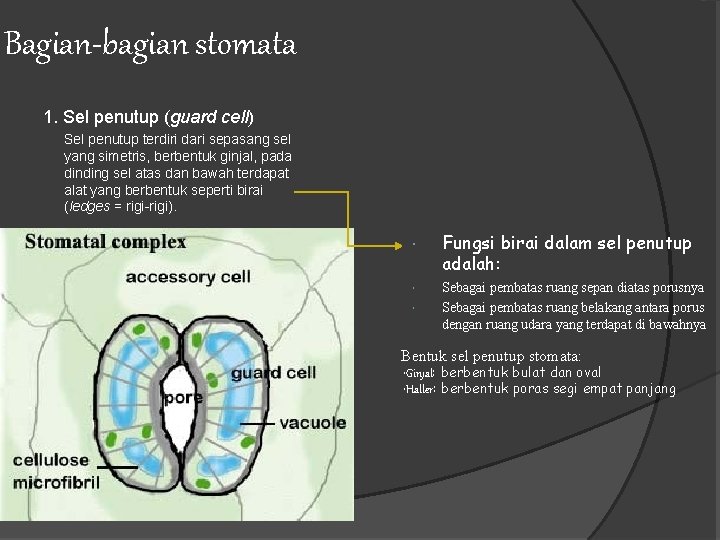 Bagian-bagian stomata 1. Sel penutup (guard cell) Sel penutup terdiri dari sepasang sel yang