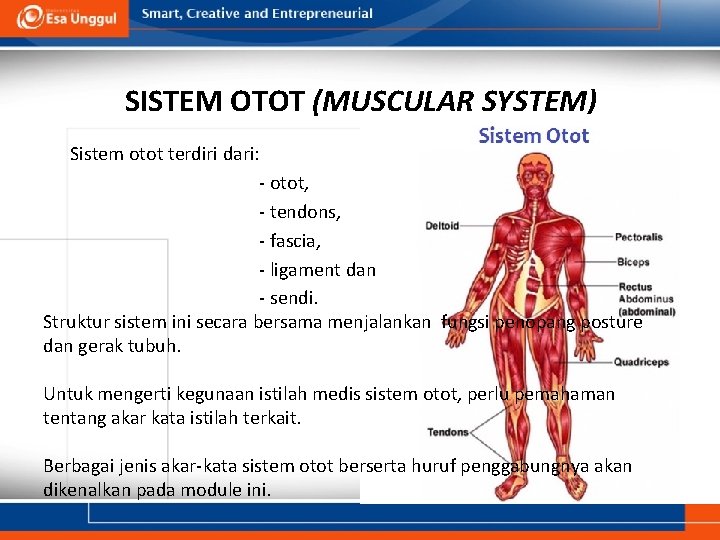 SISTEM OTOT (MUSCULAR SYSTEM) Sistem otot terdiri dari: - otot, - tendons, - fascia,