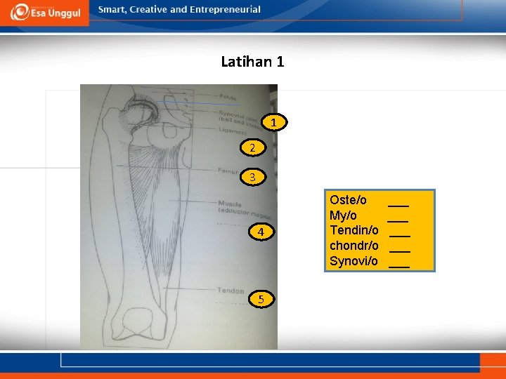 Latihan 1 1 2 3 4 5 Oste/o My/o Tendin/o chondr/o Synovi/o ___ ___