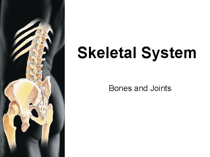 Skeletal System Bones and Joints RMC Design 