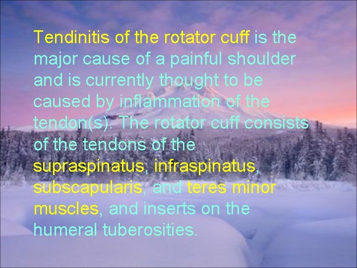 Tendinitis of the rotator cuff is the major cause of a painful shoulder and