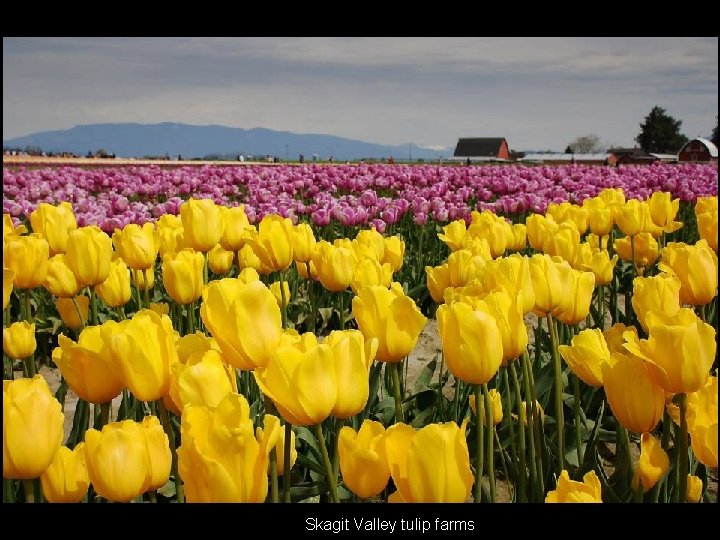 Skagit Valley tulip farms 