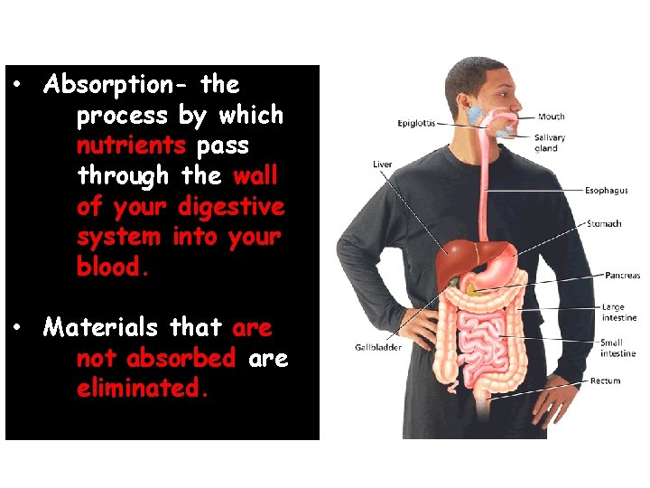  • Absorption- the process by which nutrients pass through the wall of your