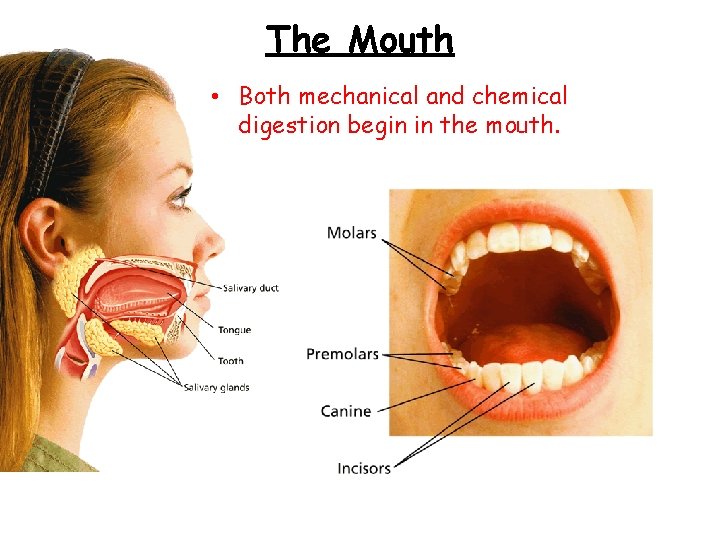 - The Digestive Process Begins The Mouth • Both mechanical and chemical digestion begin