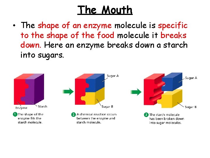 The Mouth - The Digestive Process Begins • The shape of an enzyme molecule
