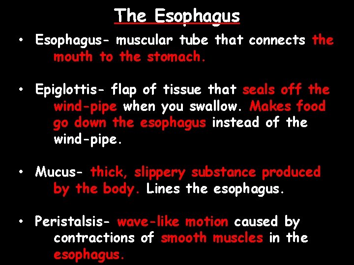 The Esophagus • Esophagus- muscular tube that connects the mouth to the stomach. •