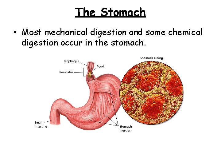 - The Digestive Process Begins The Stomach • Most mechanical digestion and some chemical