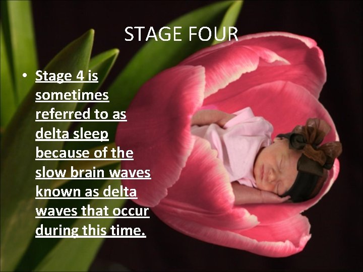 STAGE FOUR • Stage 4 is sometimes referred to as delta sleep because of