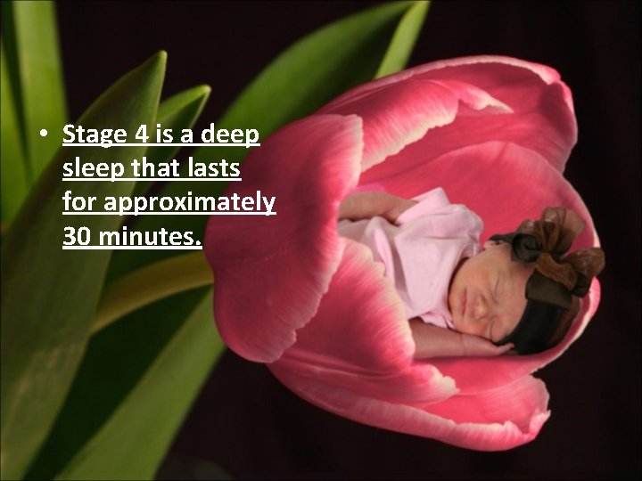  • Stage 4 is a deep sleep that lasts for approximately 30 minutes.