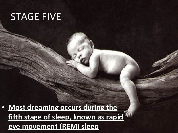 STAGE FIVE • Most dreaming occurs during the fifth stage of sleep, known as