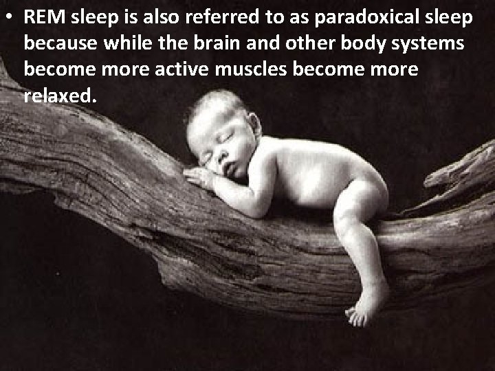  • REM sleep is also referred to as paradoxical sleep because while the