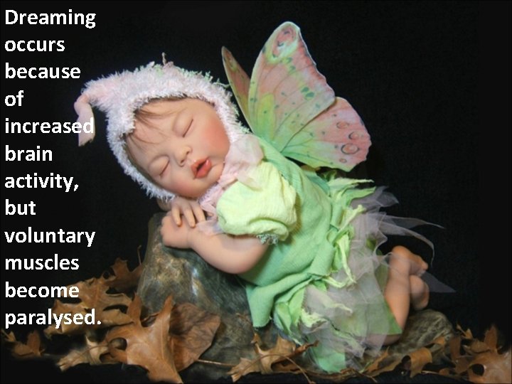 Dreaming occurs because of increased brain activity, but voluntary muscles become paralysed. 