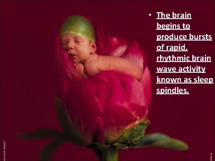  • The brain begins to produce bursts of rapid, rhythmic brain wave activity