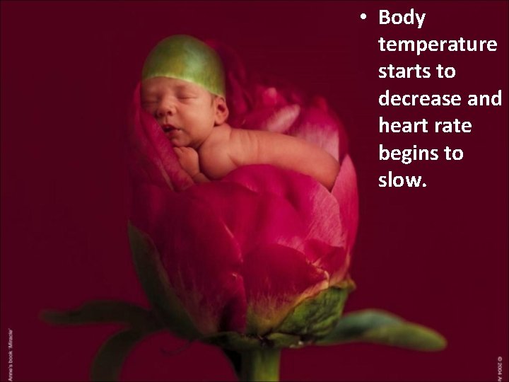  • Body temperature starts to decrease and heart rate begins to slow. 