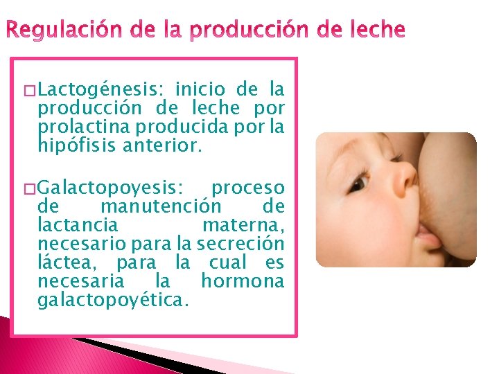 � Lactogénesis: inicio de la producción de leche por prolactina producida por la hipófisis