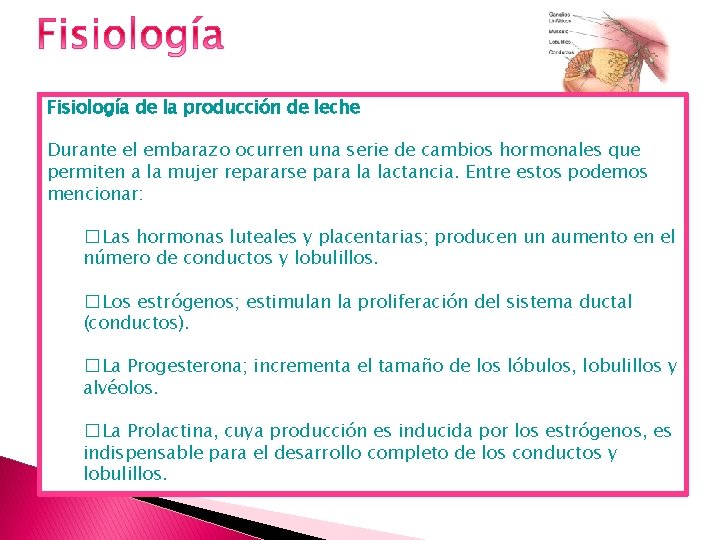 Fisiología de la producción de leche Durante el embarazo ocurren una serie de cambios