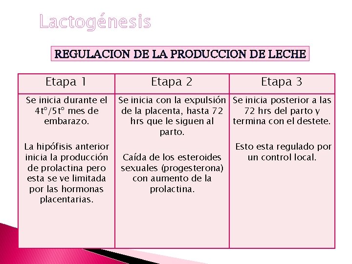 Lactogénesis REGULACION DE LA PRODUCCION DE LECHE Etapa 1 Etapa 2 Etapa 3 Se