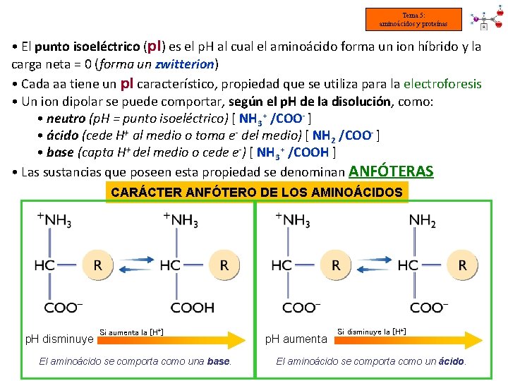 Tema 5: aminoácidos y proteínas • El punto isoeléctrico (p. I) es el p.