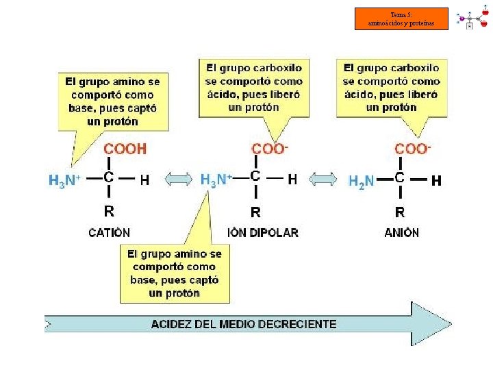 Tema 5: aminoácidos y proteínas 