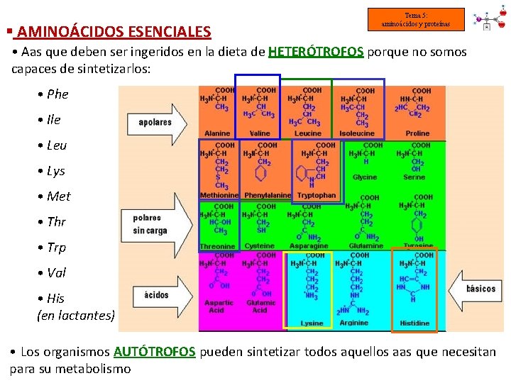 § AMINOÁCIDOS ESENCIALES Tema 5: aminoácidos y proteínas • Aas que deben ser ingeridos