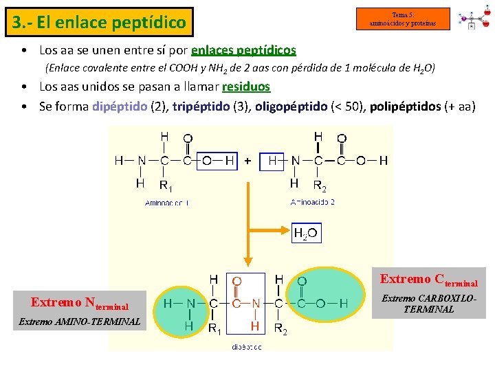 3. - El enlace peptídico Tema 5: aminoácidos y proteínas • Los aa se