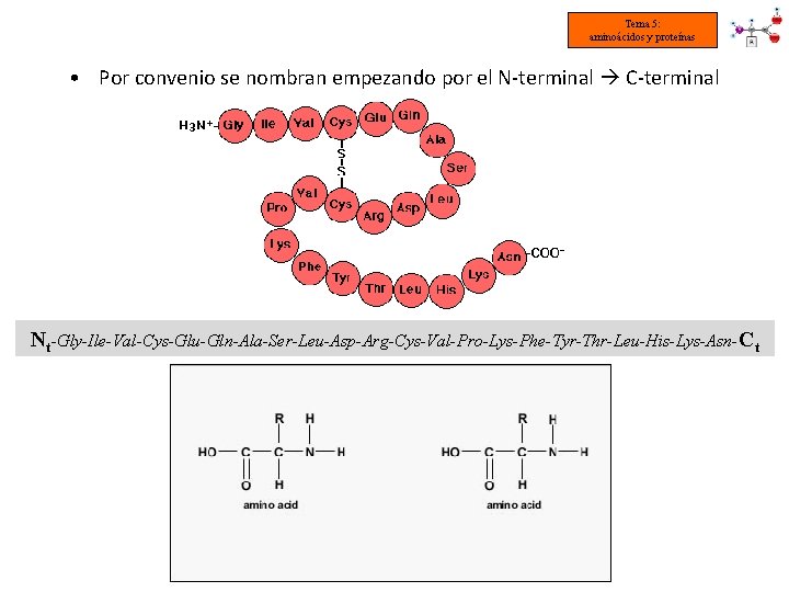 Tema 5: aminoácidos y proteínas • Por convenio se nombran empezando por el N-terminal